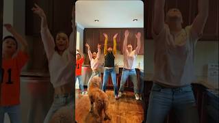 Providing Free Entertainment To Our Dogs Since 2020.