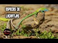 Lagartijas que puedes tener como mascota – ESPECIES DE LAGARTIJAS – LAGARTIJAS GIGANTES