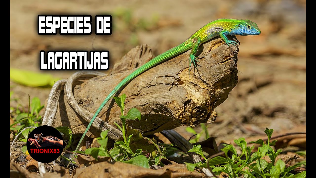 Lagartijas que puedes tener como mascota (ESPECIES DE LAGARTIJAS) YouTube Lagartijas que puedes tener como mascota (ESPECIES DE LAGARTIJAS) YouTube