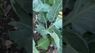Kitchen Remedy for Cabbage Looper Worms nowaste