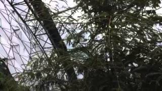 Inside a Tropical Jungle of the Eden Project. Incredible Geodesic Domes With Rainforest Inside