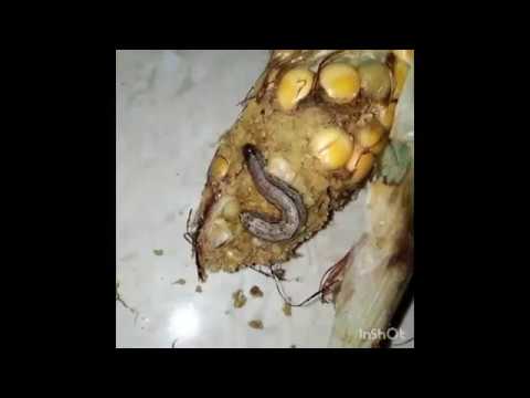 Maize Fall armyworm life cycle -Spodoptera frugiperda