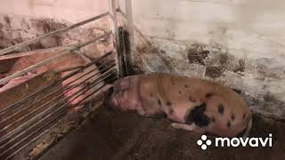 видео: Как выбрать свиноматку?//Как я это делаю картинка: Как выбрать свиноматку?//Как я это делаю