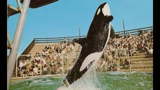 Shamu: The Original Orca