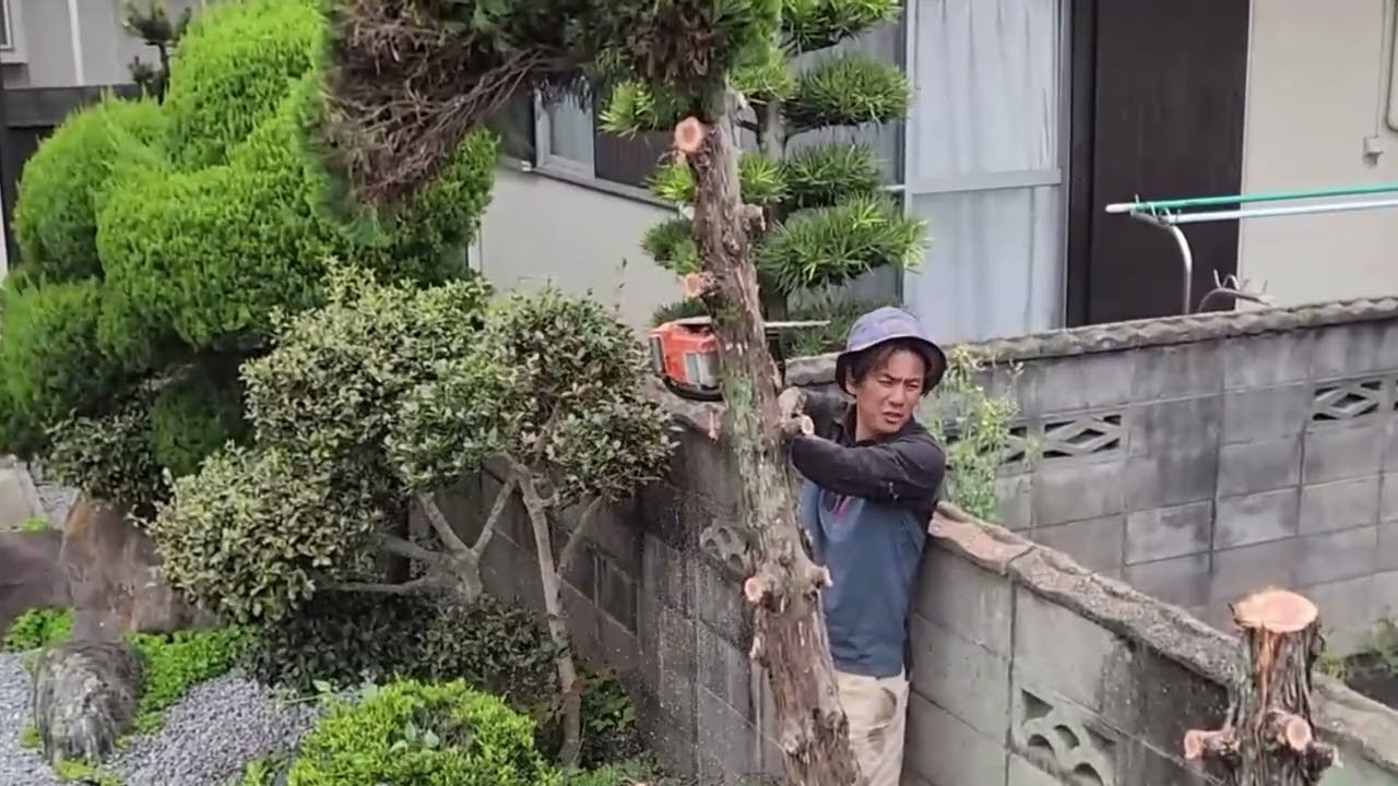 草むしり、樹木伐採 Easy tree removal] [Noguchi-cho, Kakogawa City] [Service within 1
