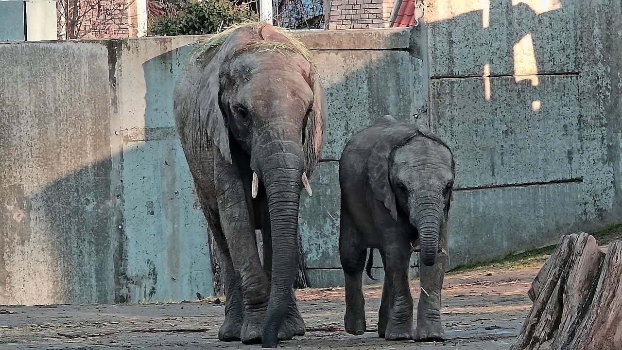 Elefantenkuh Pori & Family 🐘