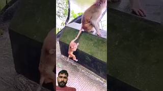 Funny Mokey#altgaurav​#Bandar​#monkey​#Desibandar​#natkhatbander​#funnymonkey​#WhatsApp​#status​