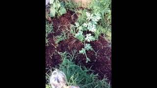 Summer garden 2016 updated