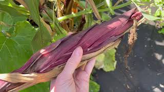 Painted Mountain Corn: Maturity and Harvest
