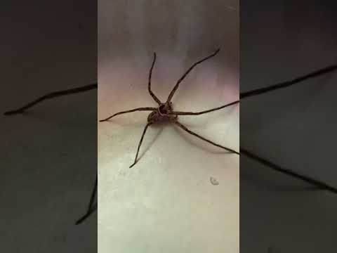 Philodromidae Spider, On Lavatory Sink