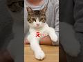 【保護猫】主のご飯を自分のご飯と勘違いして待ってる猫