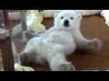 ► Un ourson polaire qui essaie de se retourner sur le ventre !