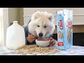 Dog with Human Hands Eating Food.  Samoyed Puppy.