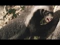 This Honey Badger Endures Bee Stings for His Favorite Treat