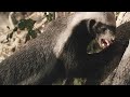 Honey Badger Behavior and Biology