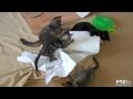 Tribute to the Playful &quot;Rolling Stones&quot; Kittens - 10/16/2015