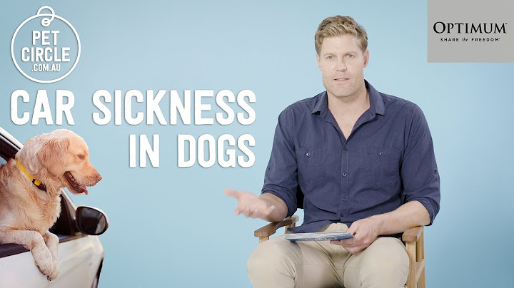 Dr Chris Brown Q&A: How to Stop Car Sickness in Dogs?