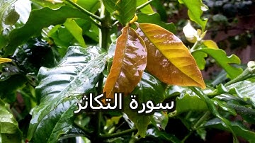 سوره التكاثر أَلْهَاكُمُ التَّكَاثُرُ