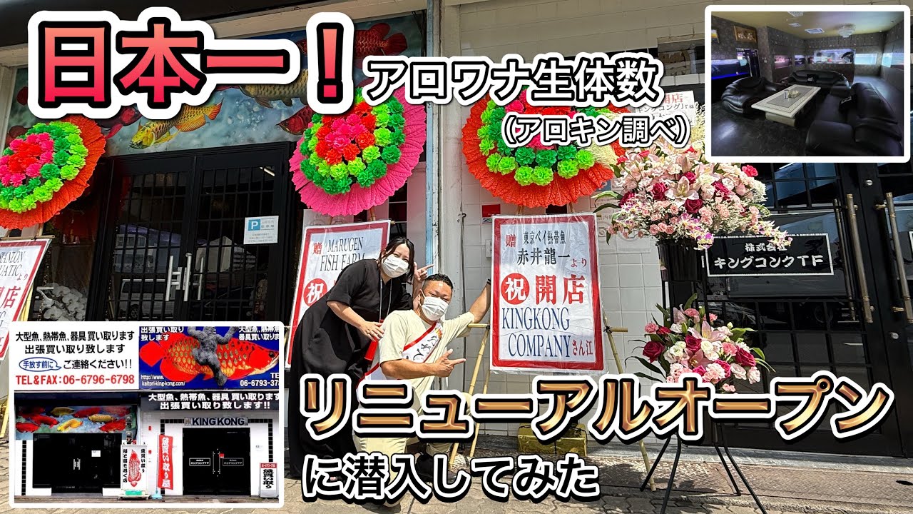 Shop Visit] King Kong's first visit to PRO AROWANA SHOP - YouTube