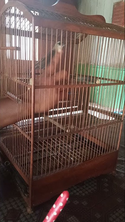 Story wa trucukan ropel dahsat