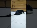 cute cat nice cat have biryani mails mistake monkey #short #video #viral