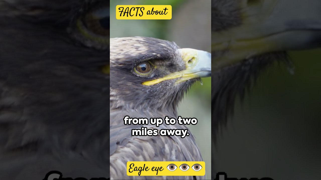 Eagle Eye Unveiling The Facts Super Vision Ultra
