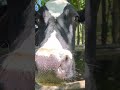 Спасённая корова Красотка. У неё жизнь удалась. #cows #корова