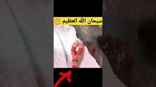 اغرب 8 حيوانات  لن تصدق انها موجوده بالفعل سبحان_الله