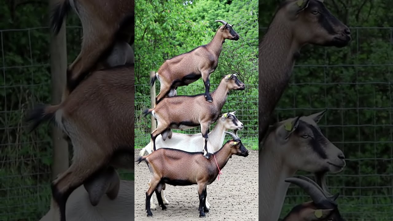 The Four-Story Goat Tower! 