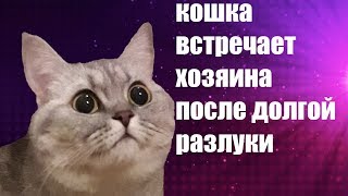 Кошка встречает хозяев после долгой разлуки. Кошка встречает хозяев после долгой разлуки.