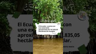 Los manglares de Ecuador
