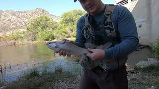 Slaying Trout On The Kern River!!
