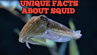 Unique fact about squids