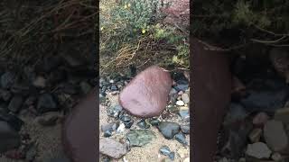 Rocks Worth A Big Value 2022 Kimberlite