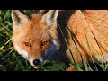 Deadly Protectors [South Australia Documentary] | Real Wild