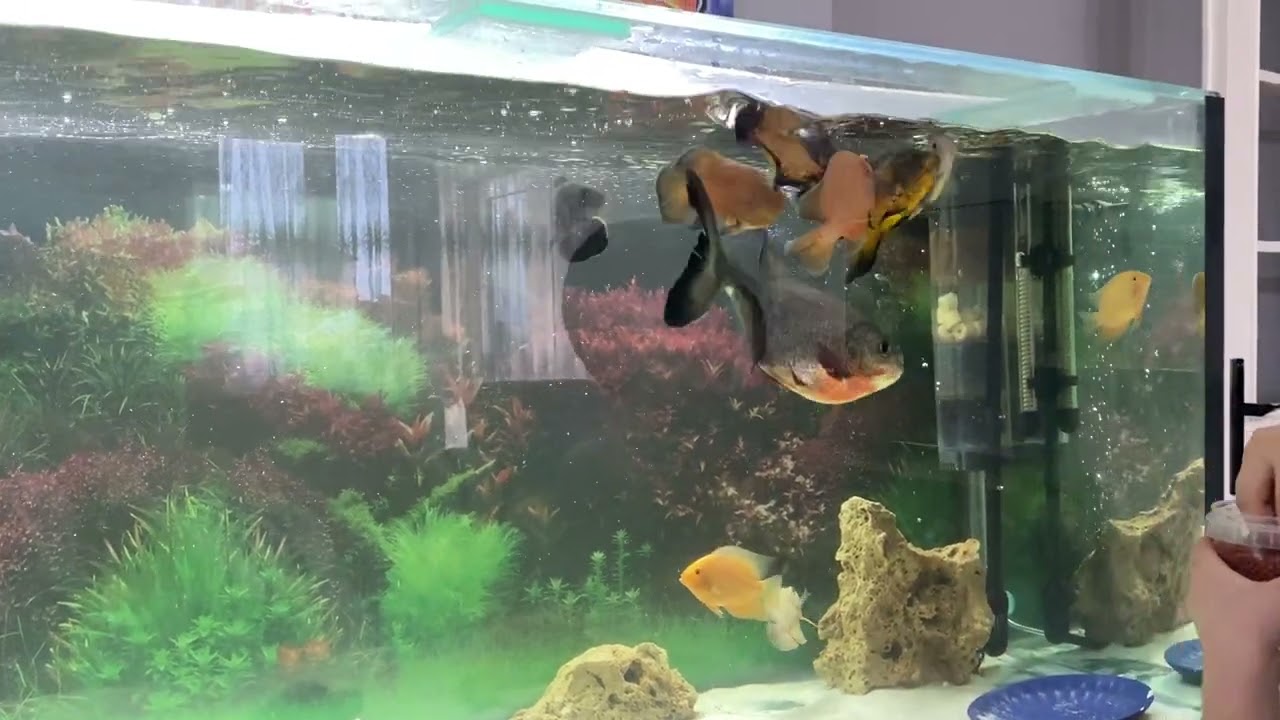 Etcil pirana ve etcil astronot balıklarım iyi seyirler 