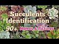Succulent Identification | Succulent Name with Picture #succulentidentification #pinayplantita