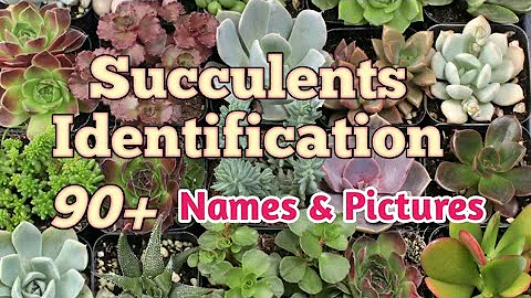 Succulent Identification | Succulent Name with Picture #succulentidentification #pinayplantita - DayDayNews