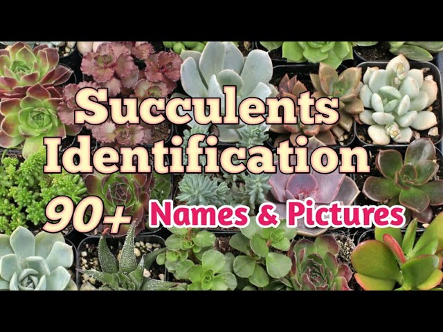Succulent Identification | Succulent Name with Picture #pinayplantita - YouTube