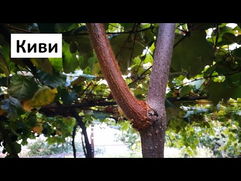 Видео: Грижи и отглеждане на къпини в страната: от семена, от изрязване, видео и снимка
