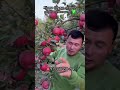 Фарғона олмалар хали хамон дарахтда #avatar #uzum