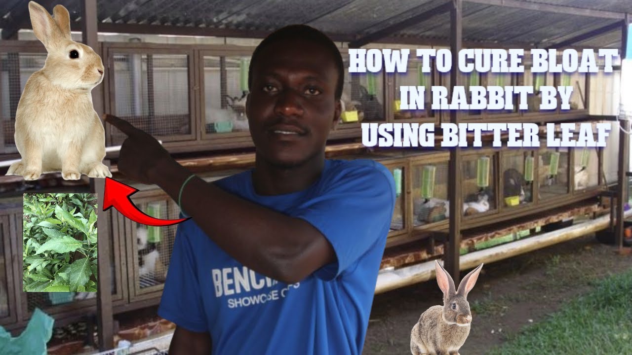 How to control Bloat in Rabbit Farm by using bitter leaf