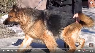 ШАКИРА. Длинношерстная немецкая овчарка. Long-haired German Shepherd. Одесса. ШАКИРА. Длинношерстная немецкая овчарка. Long-haired German Shepherd. Одесса.