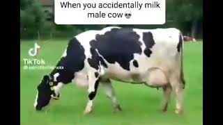 when you accidantly milk a male cow