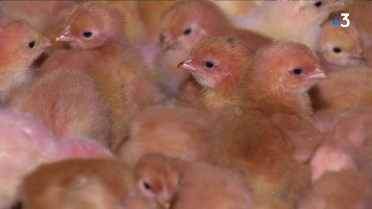 Réaction éleveur de Mayran  à la Vidéo de L214