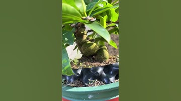 Gốc nhớt rút cốt #bonsaiviet #maichau #music #caycanh #bonsaitree #maivang #xuhuong #bonsai #mientay