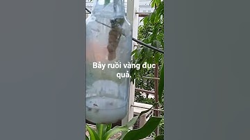 Bẫy ruồi vàng đục quả an toàn, hiệu quả.