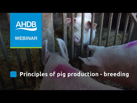 Principles of Pig Production - Breeding