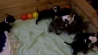 Puppies Of The American Staffordshire Terrier 28 Days Later