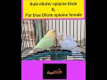 Love birds 💕